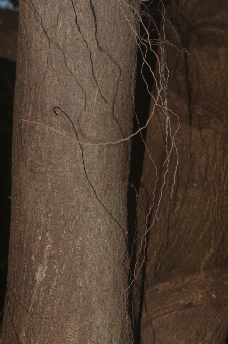 Ficus natalensis subsp. leprieurii (Miq.) C.C.Berg